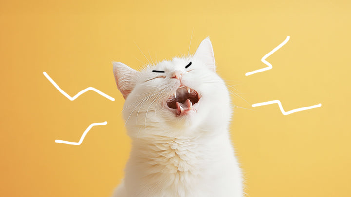 助けて!私の猫の腎臓が健康すぎると思います!