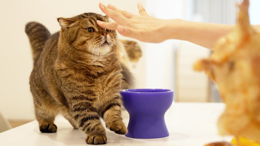 Feeding renal food to a healthy cat? It might do more harm than good.