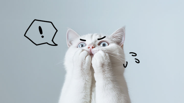 末期の慢性腎不全(ステージ4)の猫には、何をもっとしてあげることができますか?