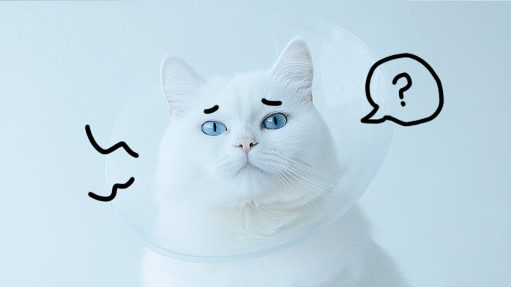 私の猫は手術を終えたばかりですが、CKD(慢性腎疾患)があります!何をすべきでしょうか?