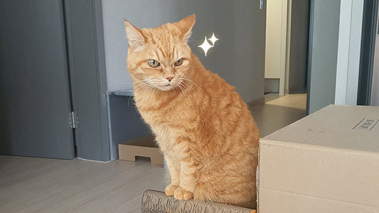 (Geumgdong) 17-Year-Old Cat with Arthritis Regains Mobility with AIM Care