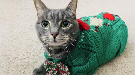 Napoleon’s Stage 3 CKD Care – Finding Balance