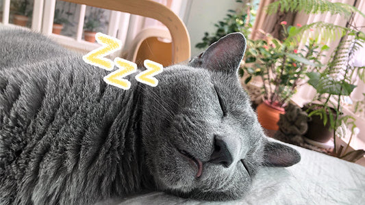(Raon) 15-Year-Old Russian Blue with Stage 2 CKD Eats Better and Vomits Less with AIM Care