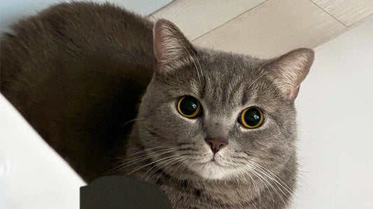 (Byeol) 2-Year-Old Cat Eats and Plays More with Lowered Creatinine