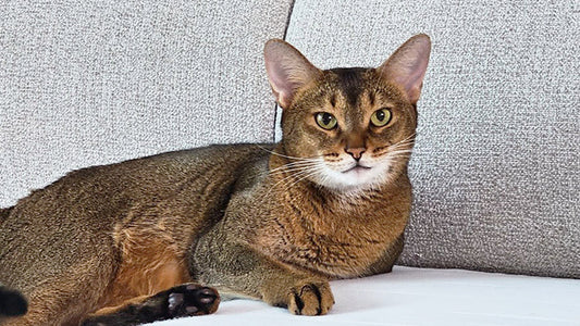(Ellie) 4-Year-Old Cat's Creatinine Falls to Below Kitten Levels with AIM Support