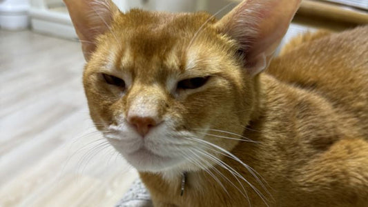 (Leo) 12-Year-Old Cat Lowers Creatinine Levels While Managing IBD