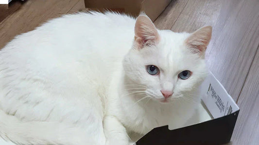 (Neo) 16-Year-Old Cat Maintains Creatinine Levels and Improves Health in 6 Months