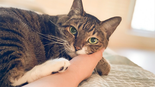 Jjun’s Stage 2 CKD Care – 3 Months to Stability at 18