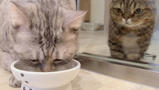 From Despair to Joy: My Cat's Journey through CKD Care