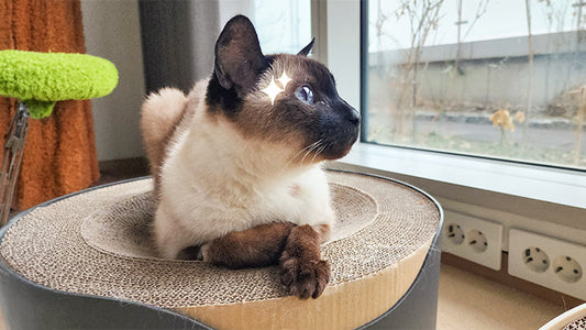 An 18-year-old Cat’s Struggle with Stage 4 CKD: The Story of General