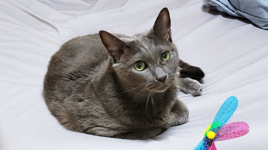 Goro’s Stage 2 CKD Care – Restoring Balance at 14