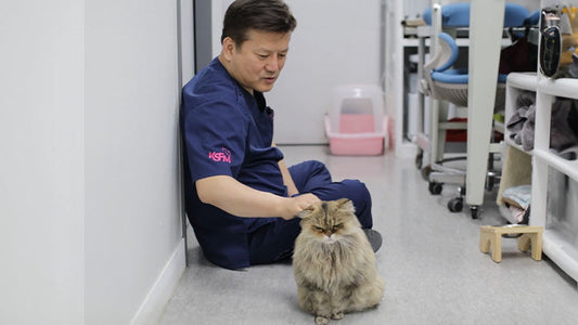 Lessons Learned From Minky, the 28-Year-Old Cat with CKD