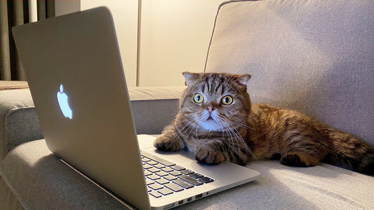 New Release: A Must-Have Guide for CKD Stage 2 & 3 Cats