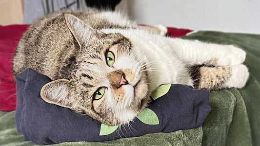 Rocky Roo’s Stage 2 Care – Steady Steps Forward