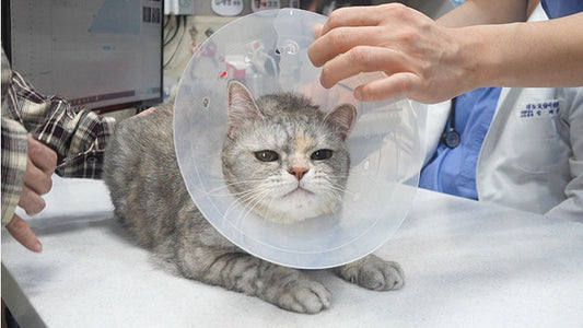 CKD Stage 2 (Mid) to Stage 3: Care Tips That Make a Difference