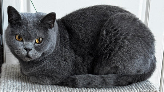 Mickey’s Stage 2 CKD Care - Two Months of Renewed Energy