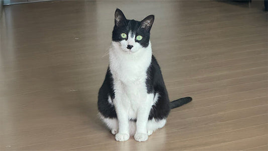 Camus’s Stage 2 CKD Care – Restoring Vitality and Balance