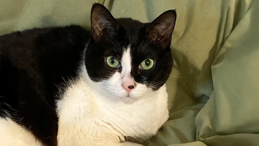 Goro’s Stage 3 CKD Care - 134 Days of Consistent Management and Daily Stability