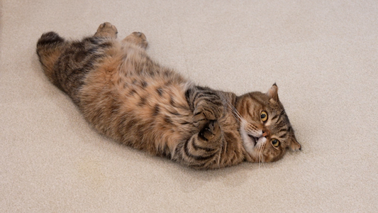 If Your CKD Cat’s Appetite Is Slowly Declining, What to Do Next