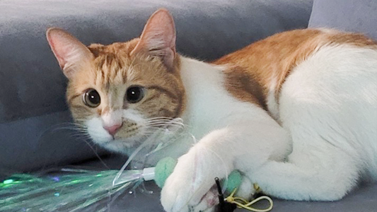 Ilsooni’s Stage 2 CKD Care - Gentle Digestive Support with the Probiotics Protocol