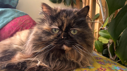 Bianca’s Stage 3 CKD Care - Finding Steady Comfort Through Daily Support