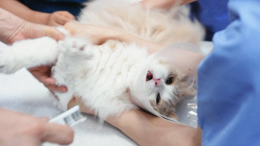 The 4 Things You Must Do If Your Cat Is Diagnosed with Chronic Kidney Disease (CKD)