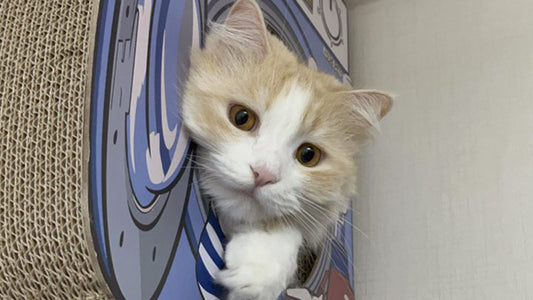 Mona’s Stage 2 CKD Care – One Month of Steady Change