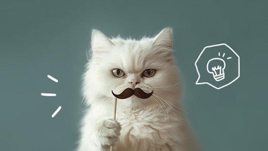 7 Best Methods to Care for Stage 2 & 3 CKD Cats