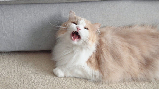 The Last Warning Sign You’ll Smell: Bad Breath and Kidney Disease