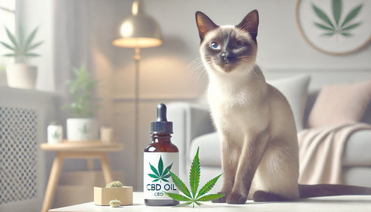 CBD Oil for Cats with Kidney Disease: Relieve Stress, Pain & Depression Naturally