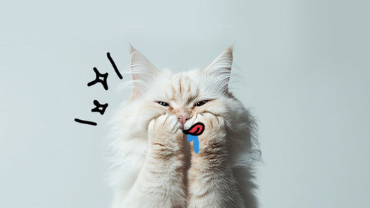 Can I Feed Snacks to a Cat with CKD?