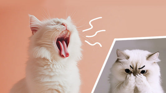 Cat Got Bad Breath? It Might Be CKD!