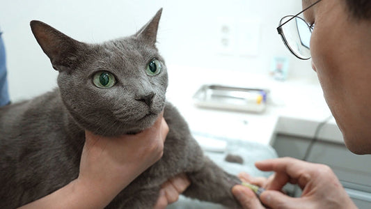 Greycoat Research conducts free blood tests for cats in shelters