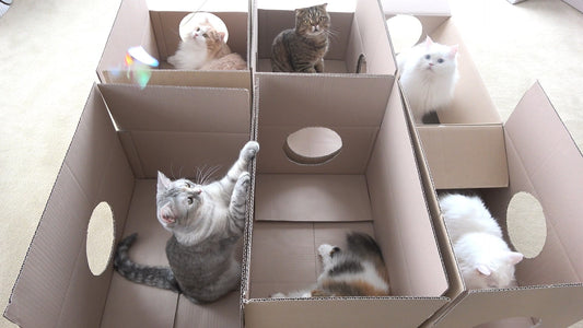 How Greycoat Research Saved Kittisaurus!