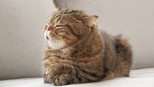 LuLu’s Still Hungry! Even Stage 2 CKD Can’t Stop This Cat!