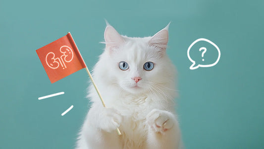 Guide to Feline CKD Care - Preemptive Care