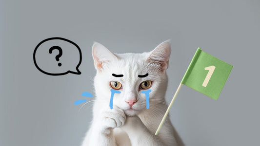 Guide to Feline CKD Care - Stage 1