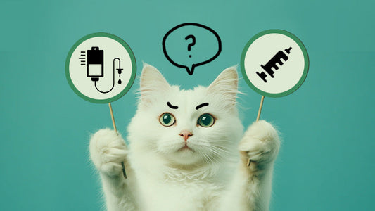 A cat trying to choose the right fluid therapy. Both intravenous and subcutaneous fluids can help with feline kidney disease care. By Greycoat Research.