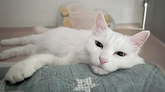 Laura’s Stage 1 CKD Care Story – One Month of Gentle Support