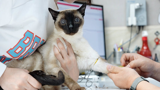 2 Must-Know Fixes for High Potassium in End-Stage Kidney Disease