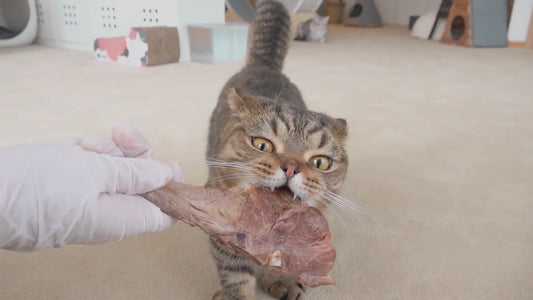 BUN 11.7 → 18.1! Why a High Protein Diet Was Bad for a Cat with Kidney Disease