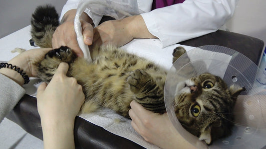 Stage 2 Kidney Values Getting Worse? Check These 3 Things Now