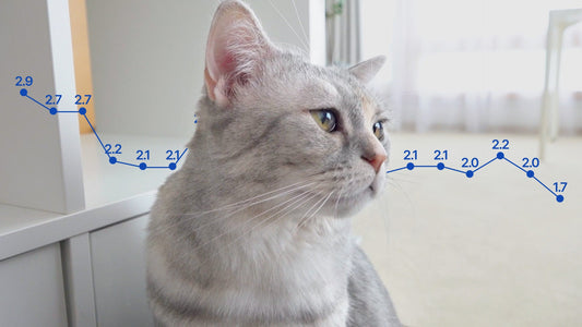 Why Are My Cat's Creatinine Levels Fluctuating?