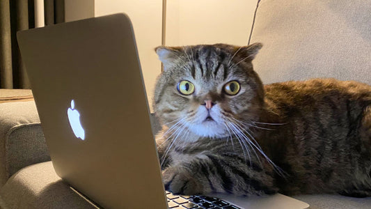 Many Guardians Miss This Key Ingredient in Kidney Care — GABA