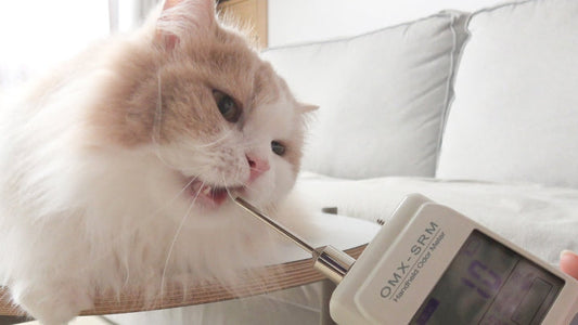 Cat Bad Breath, A Health SOS Signal