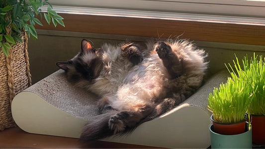 Chenko’s Stage 2 CKD Care – Two Months of Gentle Recovery