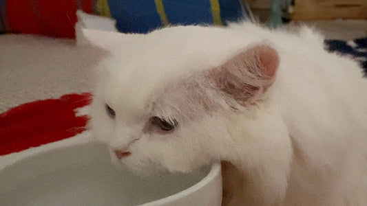 (Haim) 13-Year-Old-Cat with Stage 3 CKD Enjoys Better Energy Until the End with AIM Care