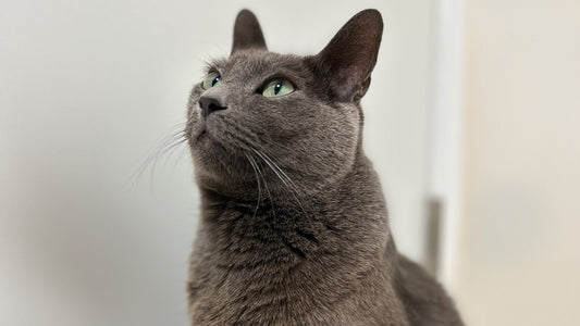 Rei’s Stage 2 CKD Care – One Year of Steady Change