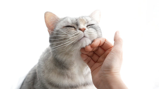 TT’s Daily Routine: Managing Stage 2 CKD for 7 Years