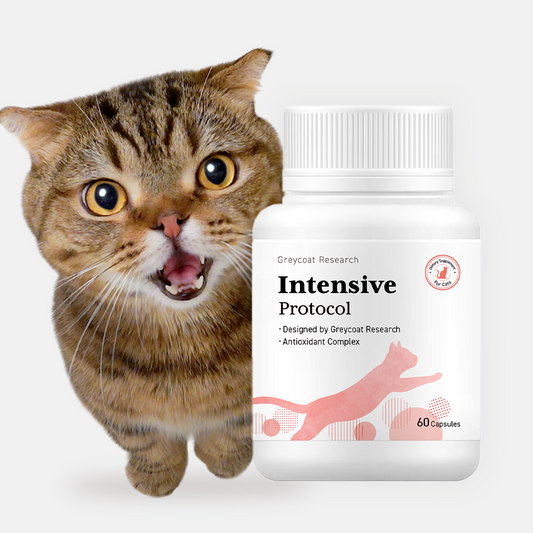 インテンシブプロトコル